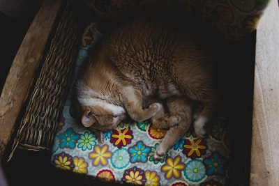 棕色的猫宠物床上
